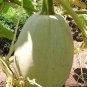 Vegetable Spaghetti Winter Squash (Cucurbita pepo) 1 gram Seeds for planting