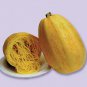 Vegetable Spaghetti Winter Squash (Cucurbita pepo) 1 gram Seeds for planting