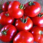 Tomato VR Moscow (Determinate) 100mg Seeds for Planting