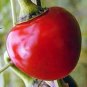 Large Hot Cherry (Capsicum annuum) 250mg Seeds for planting