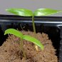 Hatch Giuzeppi (Capsicum annuum), 250mg Seeds for planting