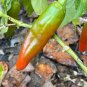 Ms. Junie-(Capsicum annuum) - The Hatch, 250mg Seeds for planting