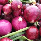 Onion Seeds (Short Day) - Red Grano (Allium cepa) 100mg Seeds for planting Onion Seeds (Short Day) - Red Grano (Allium cepa) 100mg Seeds for planting
