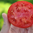 Tomato Rutgers (Lycopersicon lycopersicum) 100mg Seeds for planting