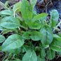 Large Leaf Sorrel  (Rumex acetosa L.) 250mg Seeds for planting