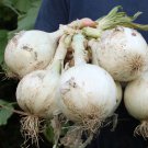 Ringmaster (Allium cepa) 100mg Seeds for planting Ringmaster (Allium cepa) 100mg Seeds for planting