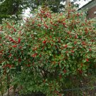 Winterberry (Ilex verticillata) 250mg (40 Seeds) for Planting