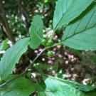 Mountain Winterberry (Ilex montana) 500mg (30 Seeds) for Planting Mountain Winterberry (Ilex montana) 500mg (30 Seeds) for Planting