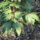 elegant maple (Acer elegantulum) 10 Seeds for Planting