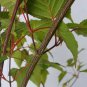 Snake-bark maple (Acer grosseri) 10 Seeds for Planting