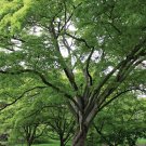 Painted maple (Acer mono) 10 Seeds for Planting Painted maple (Acer mono) 10 Seeds for Planting