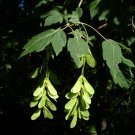 boxelder (Acer negundo) 10 Seeds for Planting