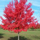 Red maple (Acer rubrum Northern) 10 Seeds for Planting