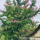 orchid tree (Bauhinia purpurea) 10 Seeds for Planting orchid tree (Bauhinia purpurea) 10 Seeds for Planting