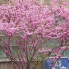 Chinese Redbud (Cercis chinensis) 10 Seeds for Planting