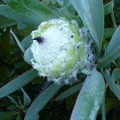 Queen Sugarbush (Protea magnifica) 5 Seeds for Planting Queen Sugarbush (Protea magnifica) 5 Seeds for Planting