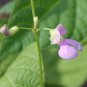 Wild Kidney Bean (Phaseolus polystachios) 5 Seeds for planting