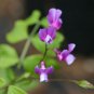 Wild Kidney Bean (Phaseolus polystachios) 5 Seeds for planting