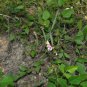 Wild Kidney Bean (Phaseolus polystachios) 5 Seeds for planting