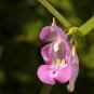 Wild Kidney Bean (Phaseolus polystachios) 5 Seeds for planting