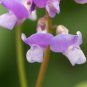 Wild Kidney Bean (Phaseolus polystachios) 5 Seeds for planting