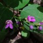 Wild Kidney Bean (Phaseolus polystachios) 5 Seeds for planting