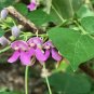 Wild Kidney Bean (Phaseolus polystachios) 5 Seeds for planting
