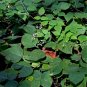 Wild Kidney Bean (Phaseolus polystachios) 5 Seeds for planting
