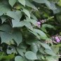 Wild Kidney Bean (Phaseolus polystachios) 5 Seeds for planting