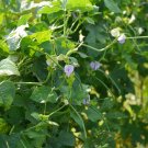 BLACKEYED PEA, IRON CLAY COWPEA Vigna unguiculata 30 seeds for planting BLACKEYED PEA, IRON CLAY COWPEA Vigna unguiculata 30 seeds for planting