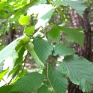 MANCHURIAN HAZELNUT Corylus sieboldiana var. mandshurica 12 seeds for planting