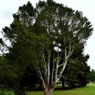 BUNGE'S LACE BARK PINE Pinus bungeana 10 seeds for planting BUNGE'S LACE BARK PINE Pinus bungeana 10 seeds for planting
