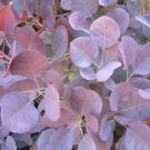 PURPLE SMOKETREE Cotinus coggygria 'Purpureus' 16 seeds for planting