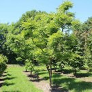 CHINESE COFFEE TREE, SOAP TREE, YUNNAN BEAN Gymnocladus chinensis 7 seeds for planting