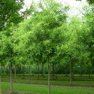 Willow Oak Quercus phellos 9 seeds for planting Willow Oak Quercus phellos 9 seeds for planting
