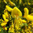 COMMON ENGLISH BROOM, SCOTCH BROOM Cytisus scoparius 37 seeds for planting COMMON ENGLISH BROOM, SCOTCH BROOM Cytisus scoparius 37 seeds for planting