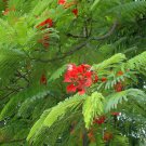 FLAMBOYANT, FLAME TREE, ROYAL POINCIANA Delonix regia 10 seeds for planting