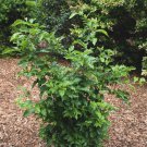 CHINESE DIAMOND-LEAF PERSIMMON, PRINCESS Diospyros rhombifolia 7 seeds for planting CHINESE DIAMOND-LEAF PERSIMMON, PRINCESS Diospyros rhombifolia 7 seeds for planting