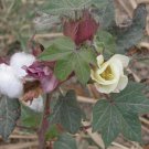 AMERICAN UPLAND COTTON, MEXICAN WILD COTTON Gossypium hirsutum 24 seeds for planting