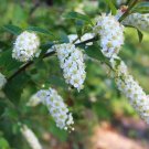 CHOKE CHERRY Prunus virginiana 15 seeds for planting CHOKE CHERRY Prunus virginiana 15 seeds for planting