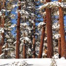 CALIFORNIA RED FIR Abies magnifica 12 seeds for planting