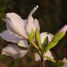 WHITE BUTTERFLY TREE, HAWAIIAN ORCHID Bauhinia purpurea var. Alba 12 seeds for planting WHITE BUTTERFLY TREE, HAWAIIAN ORCHID Bauhinia purpurea var. Alba 12 seeds for planting