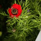 SUMMER PHEASANT'S EYE Adonis aestivalis 43 seeds for planting