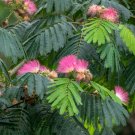 MIMOSA, PERSIAN SILK TREE, PINK TREE Albizia julibrissin 23 seeds for planting