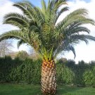 CANARY DATE PALM ISLAND PINEAPPLE Phoenix canariensis 10 seeds for planting