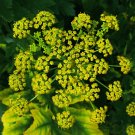 PARSNIP Pastinaca sativa 215 seeds for planting