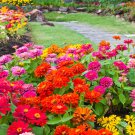 CALIFORNIA GIANT ZINNIA ELEGANT Zinnia elegans 'California Giant Mix' 118 seeds for planting CALIFORNIA GIANT ZINNIA ELEGANT Zinnia elegans 'California Giant Mix' 118 seeds for planting
