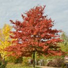 SCARLET OAK Quercus coccinea 7 seeds for planting SCARLET OAK Quercus coccinea 7 seeds for planting