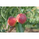 LOVELL PEACH Prunus persica var. Lovell 6 seeds for planting LOVELL PEACH Prunus persica var. Lovell 6 seeds for planting