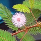 You will get 49 seeds of Mimosa pudica, BASHFUL MIMOSA